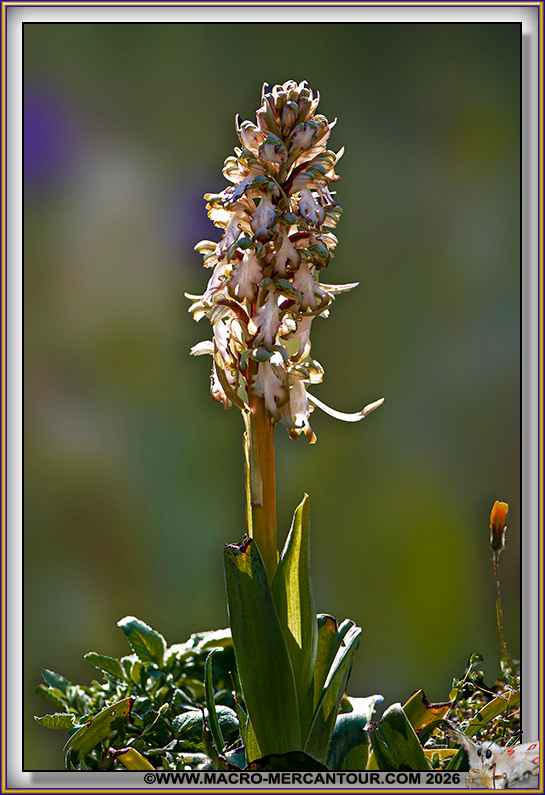 Orchis &agrave; longues bract&eacute;es